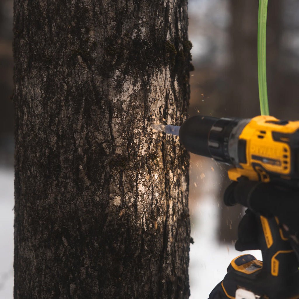 Hand holding drill to tap a maple tree.