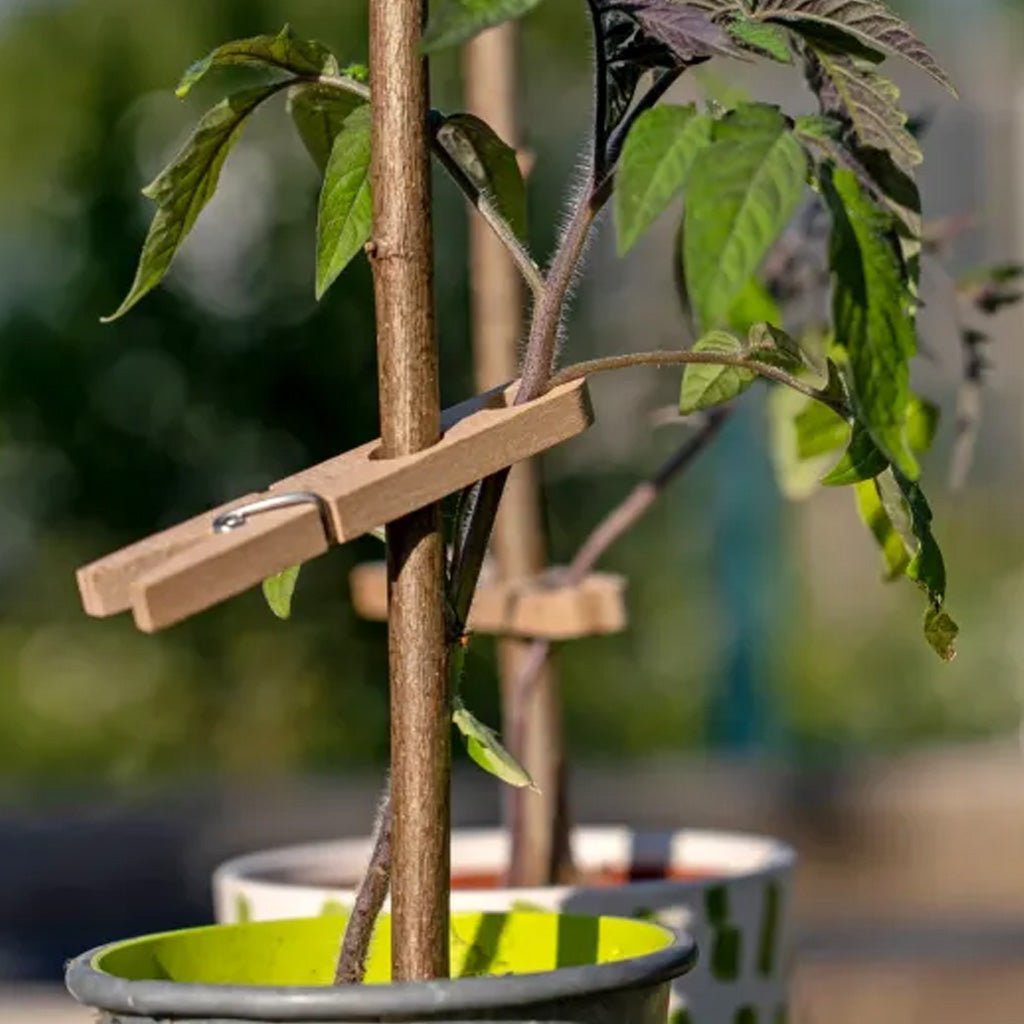 A close-up of a tomato plant stake held upright by a wooden clothespin, with green and purple leaves and a blurred garden background.
