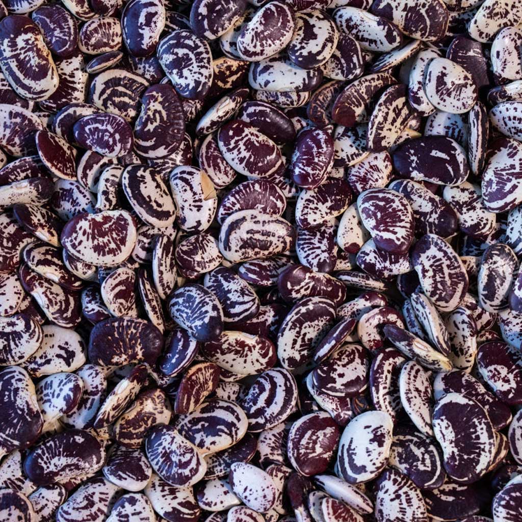 Close up of Christmas Lima beans