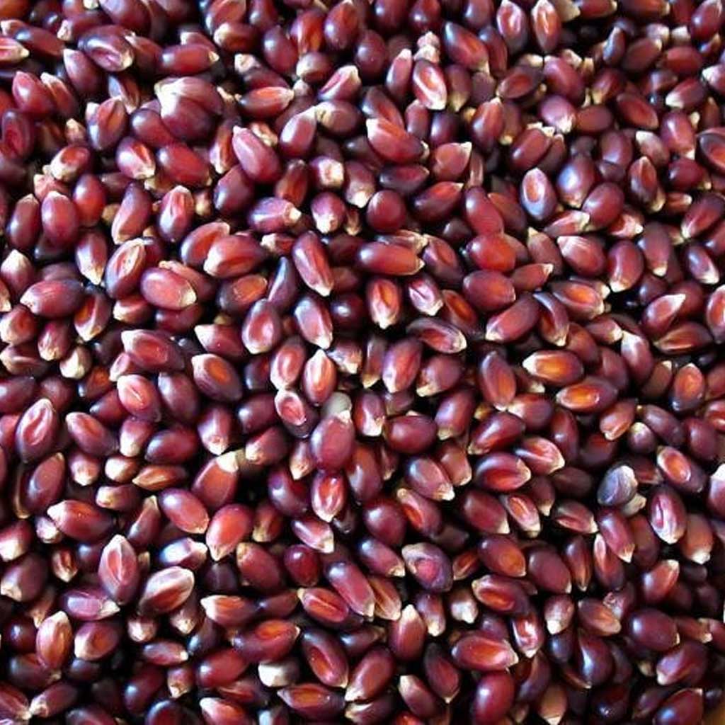 Close up of crimson red popping corn