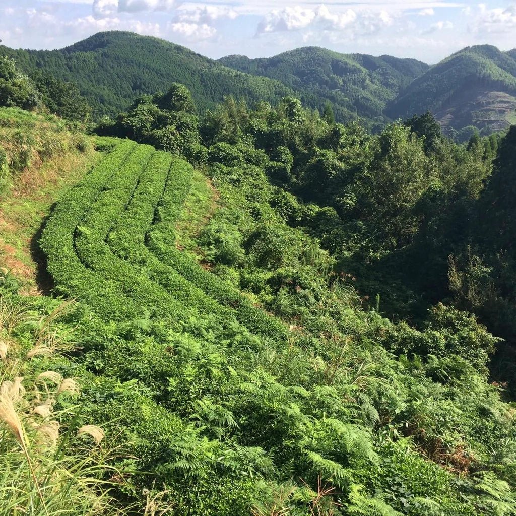 Green tea plantation on a hilly landscape with trees and mountains in the background.