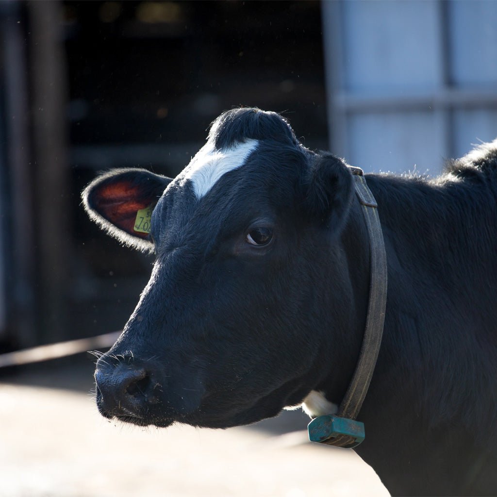 A black cow with collar outside.