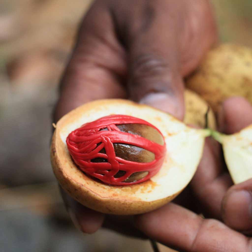 Kandy Spice Blend Boston General Store