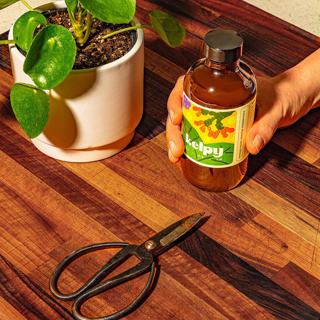 Kelpy Plant Food Boston General Store