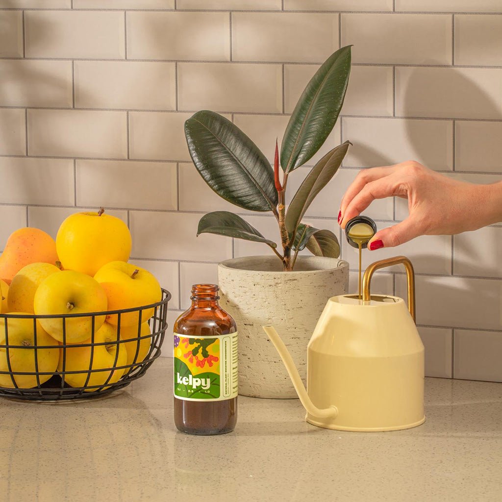 Kelpy Plant Food Boston General Store