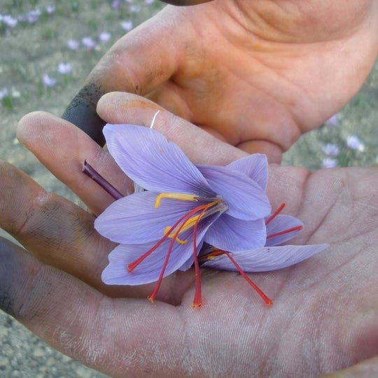 Kozani Spice Blend Boston General Store