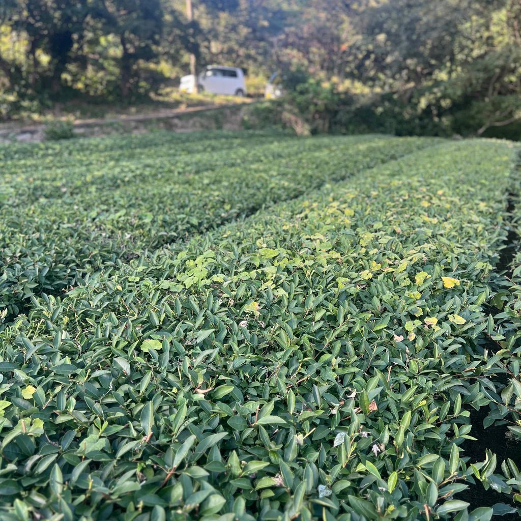 Tea plantation with trees in the background