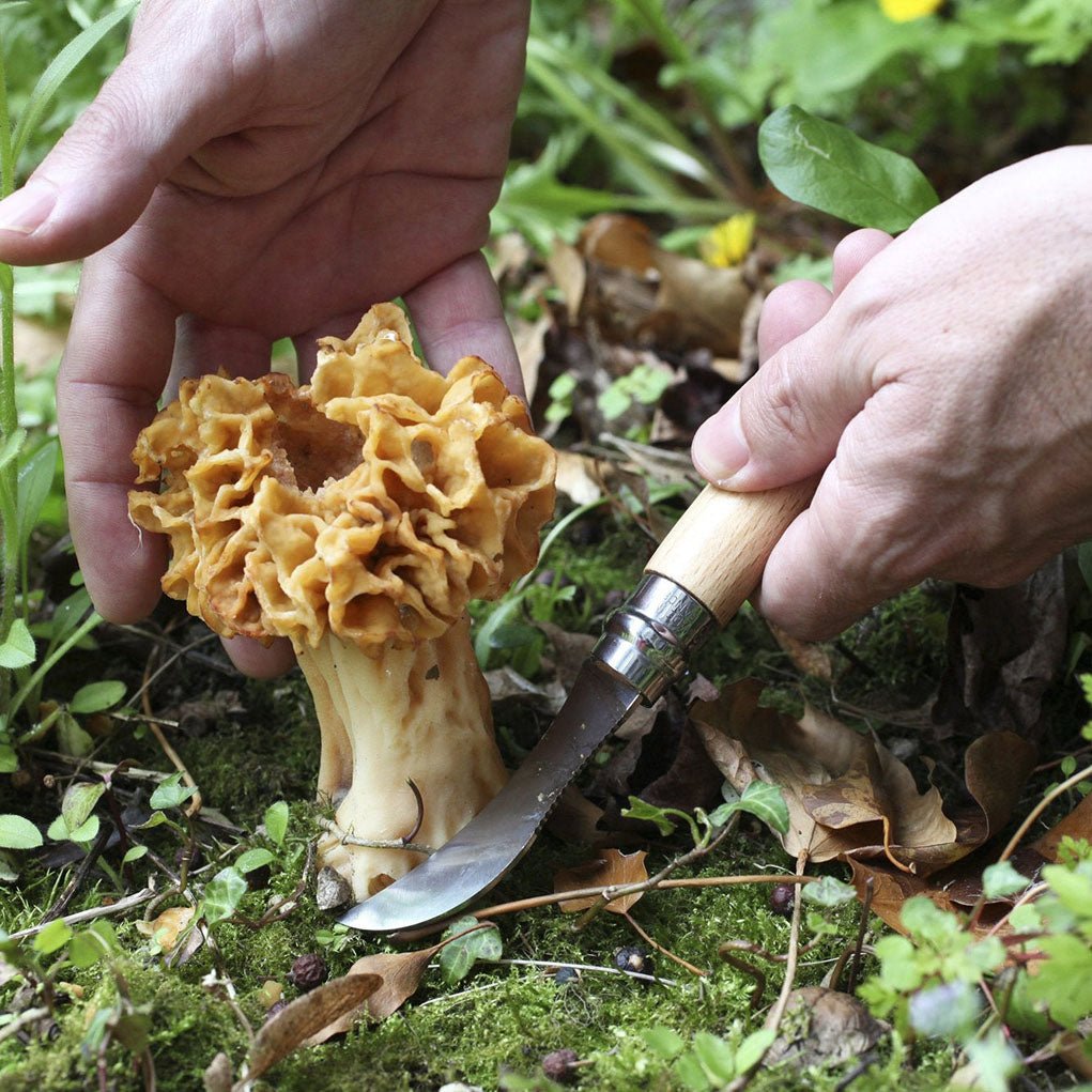 No. 8 Mushroom Knife + Sheath Gift Box Boston General Store