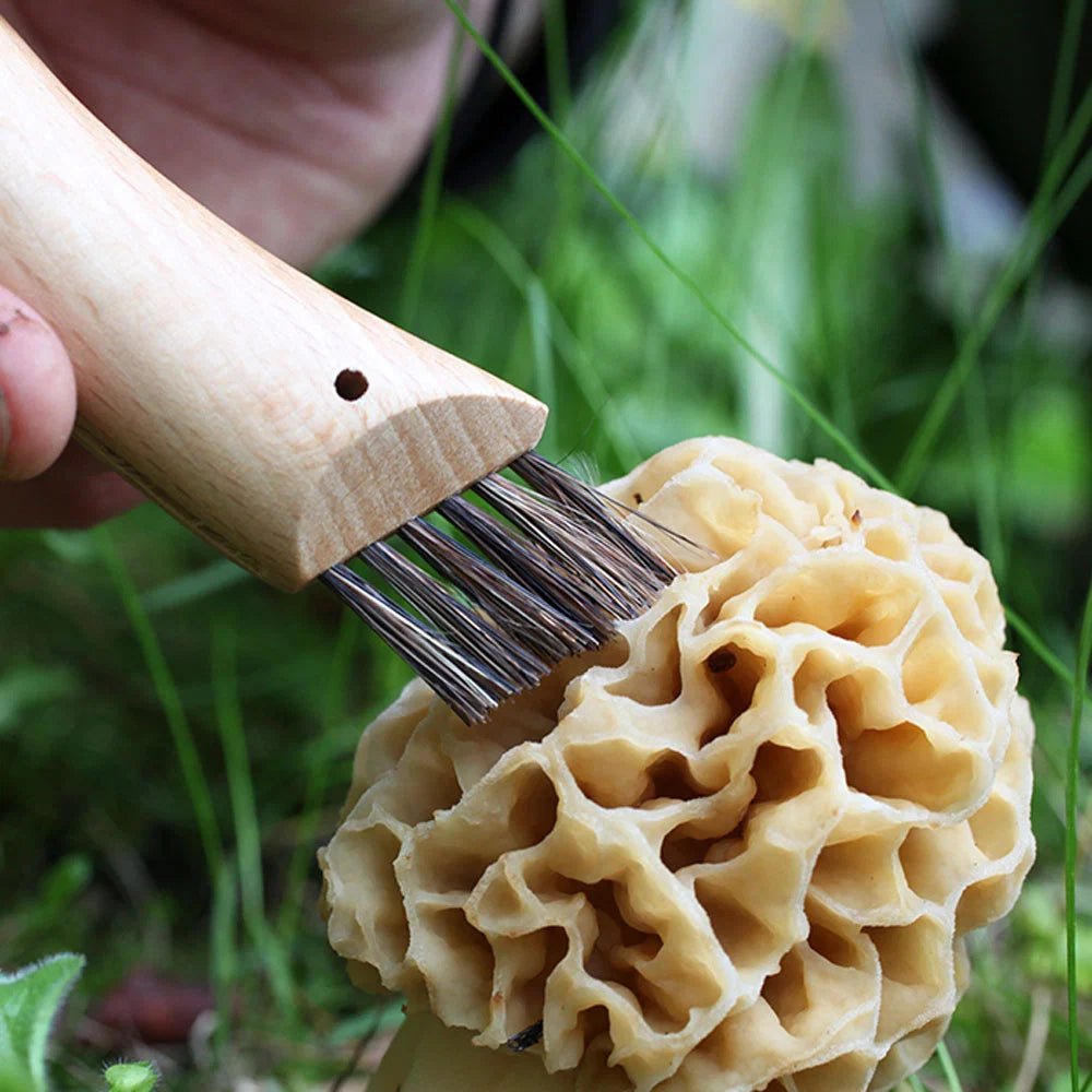 A close-up of a hand holding a wooden-handled mushroom cleaning brush against a morel mushroom outdoors in grass.