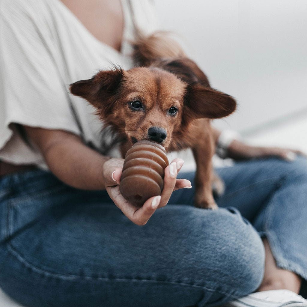 Rubber Jumpty Dumpty Dog Toy Boston General Store