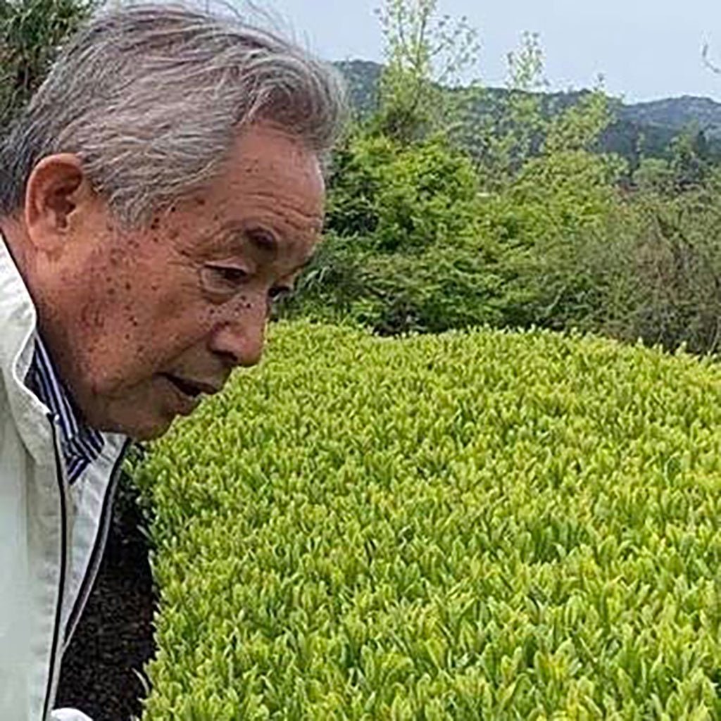 The Greenest Green Boston General Store