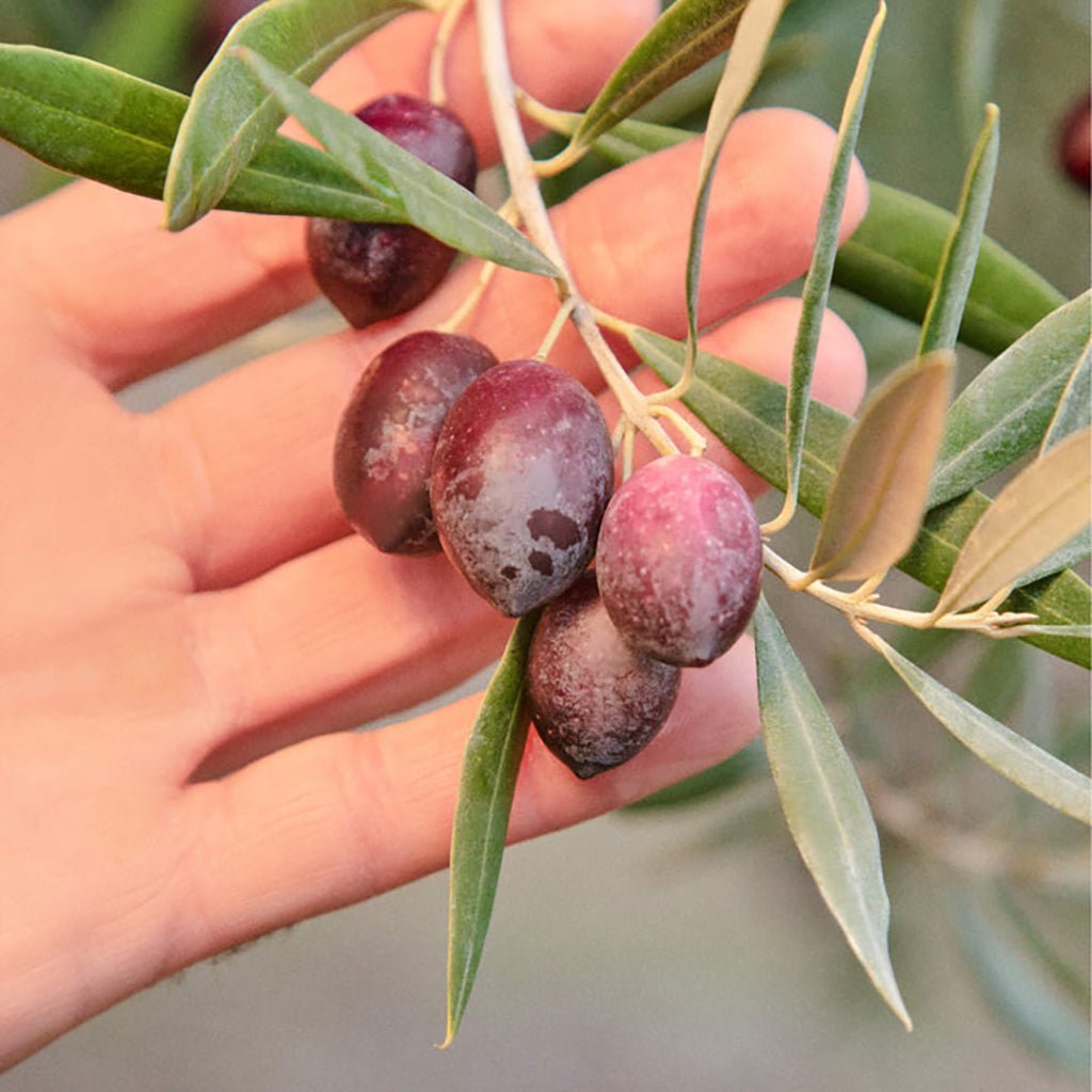 Graza Olive Oil - Sizzle Boston General Store