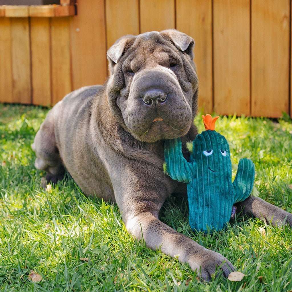 Prickly Pup Cactus Plush Dog Toy Boston General Store
