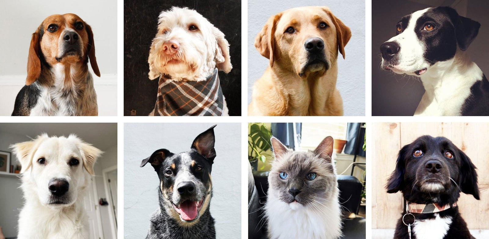 Spring “Staff” Picks: Our Pets Reveal Their Favorite BGS Products - Boston General Store