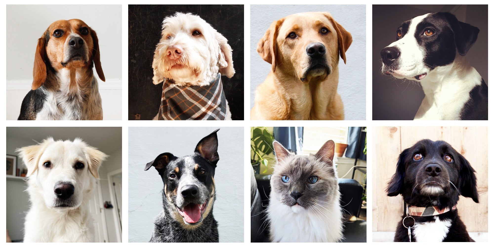 Spring “Staff” Picks: Our Pets Reveal Their Favorite BGS Products - Boston General Store