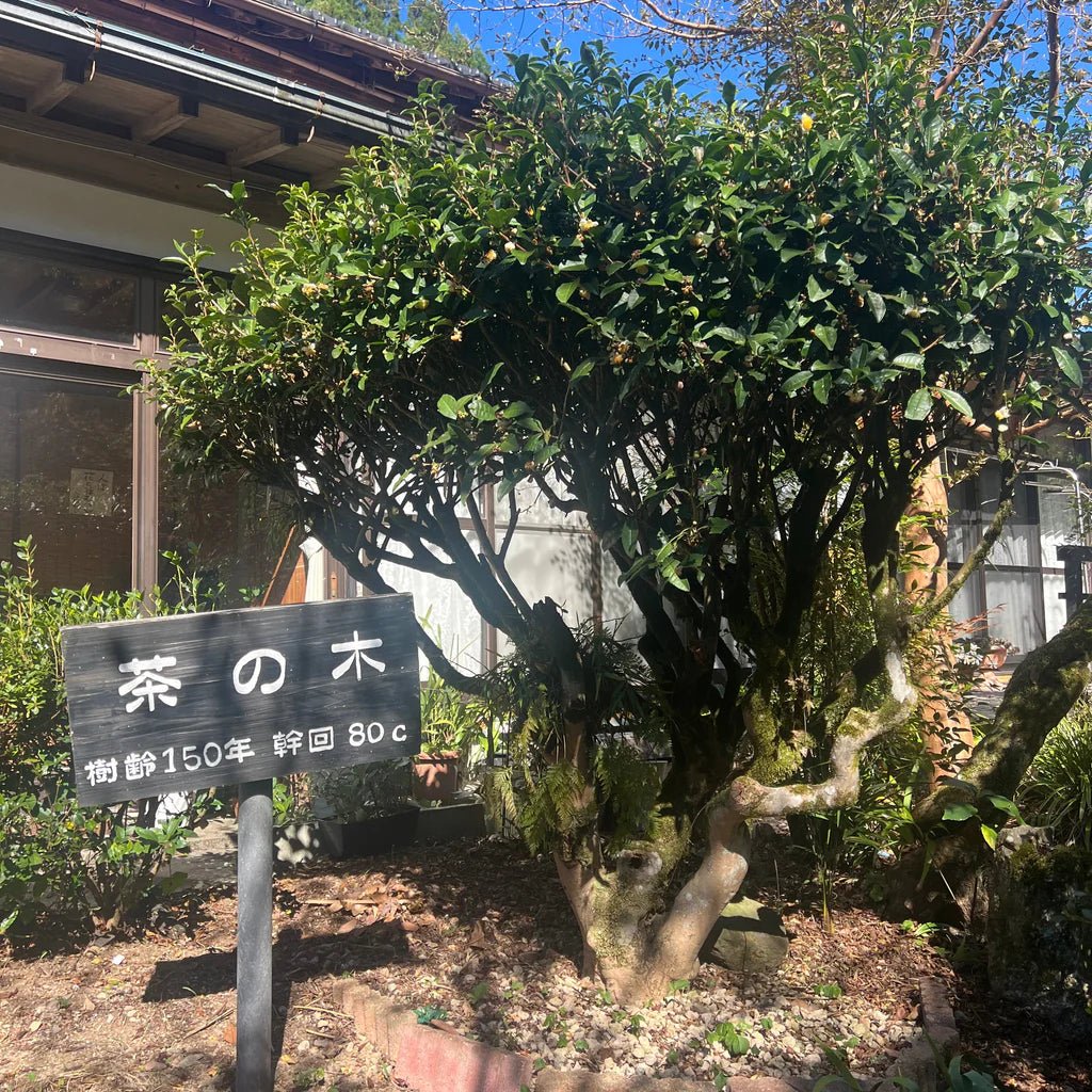 Tree with a sign with Japanese writing in front 