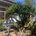 Tree with a sign with Japanese writing in front 