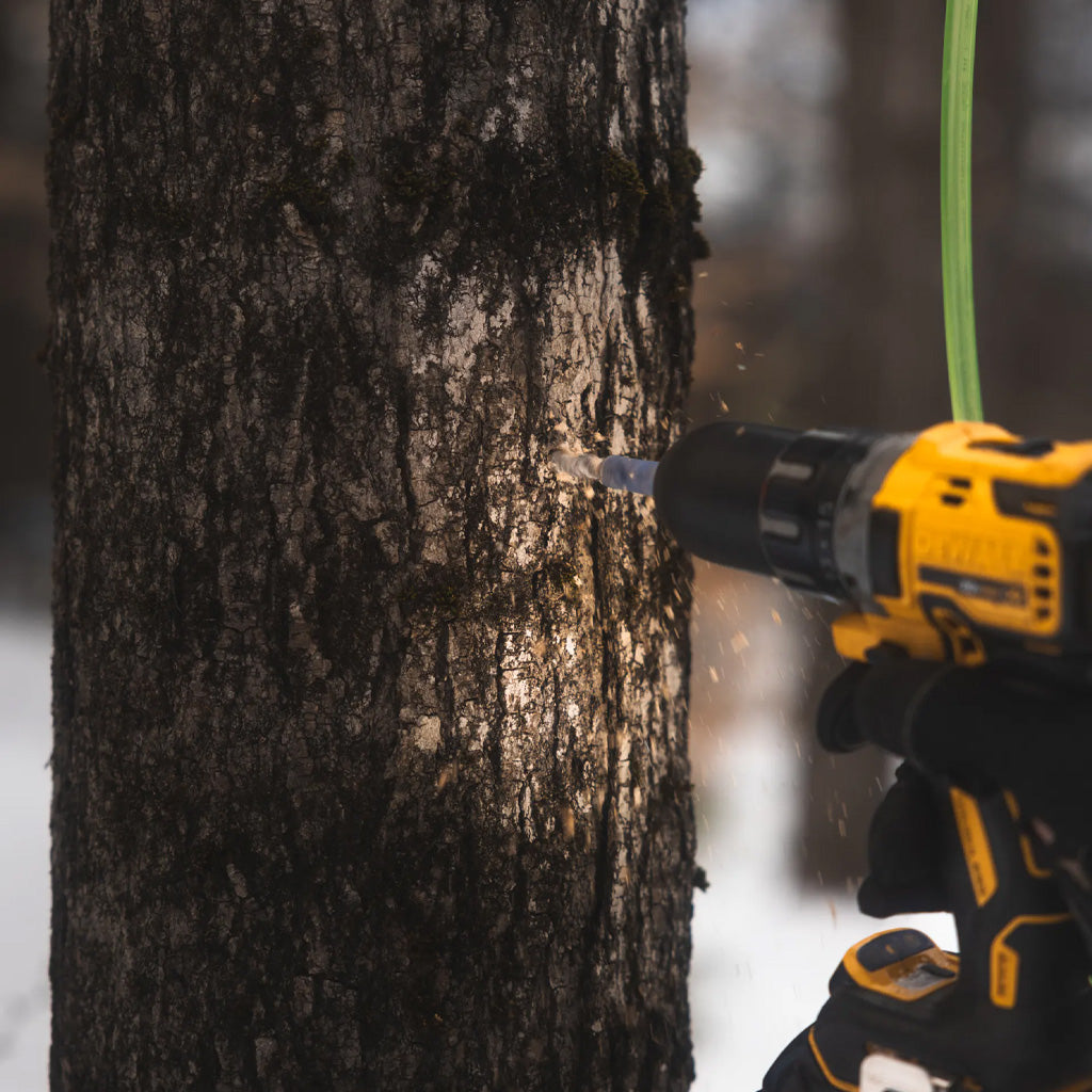 Hand holding drill to tap a maple tree.