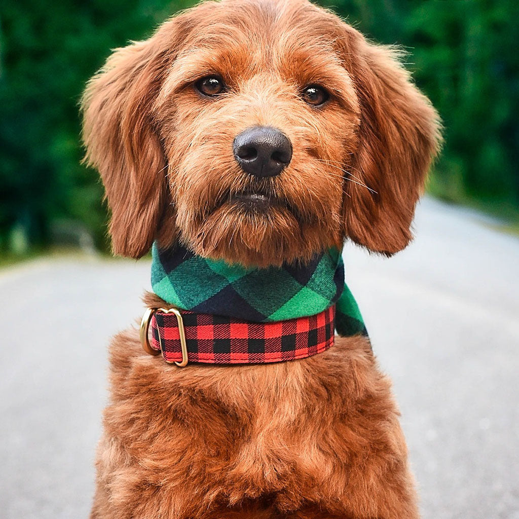 The Bingo Buffalo Flannel Dog Bandana - Green    at Boston General Store