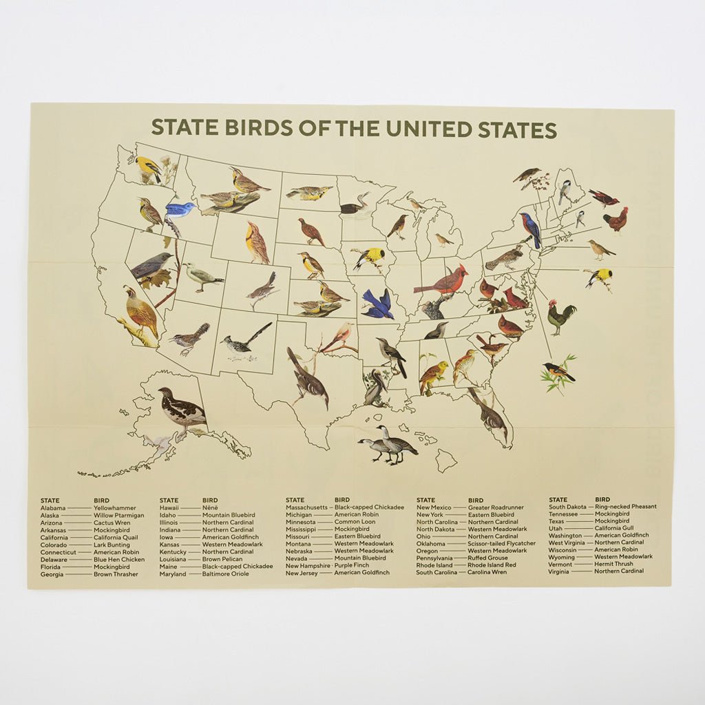 Map of State Birds of the United States with bird imagery across map