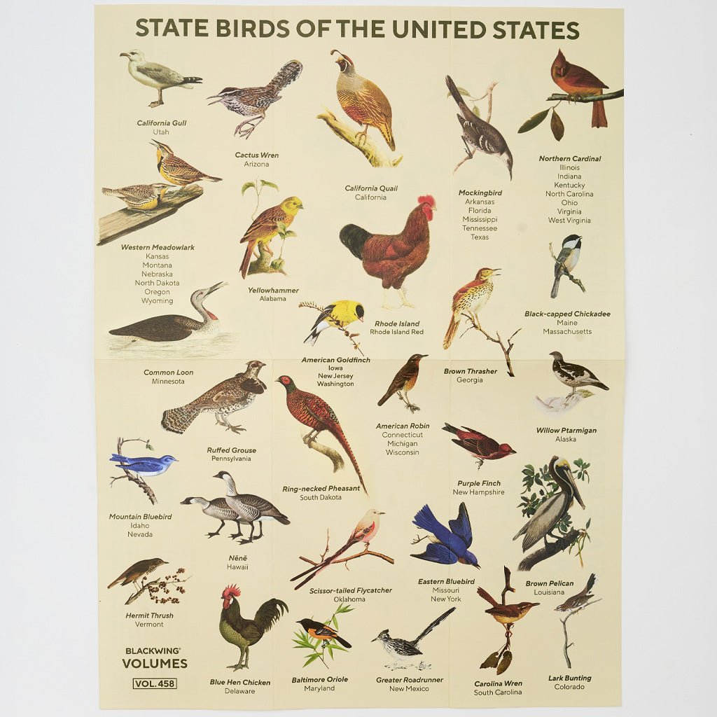 Poster of State Birds of the United States with bird images and labels
