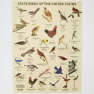 Poster of State Birds of the United States with bird images and labels