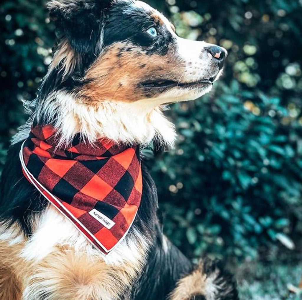 The Bosco Buffalo Plaid Flannel Dog Bandana - Red    at Boston General Store