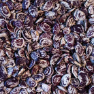 Close up of Christmas Lima beans