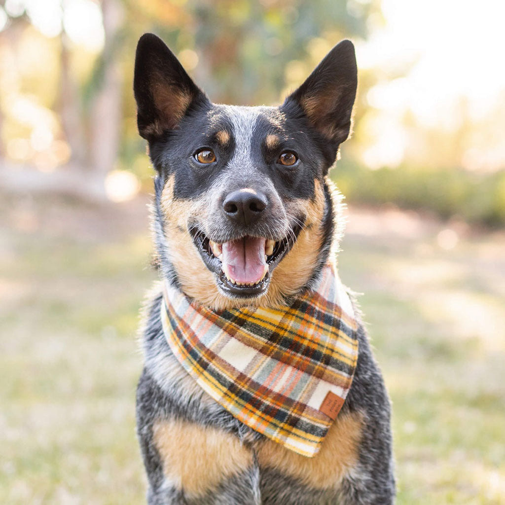 Cornucopia Flannel Dog Bandana    at Boston General Store