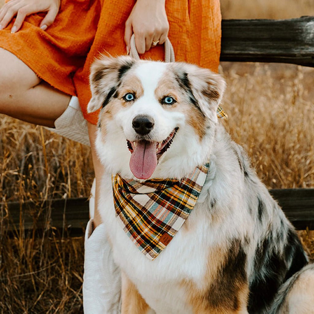 Cornucopia Flannel Dog Bandana Boston General Store