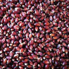 Close up of crimson red popping corn