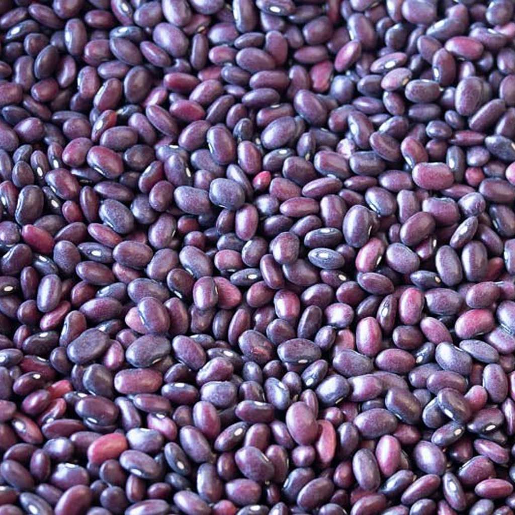 Close-up of Domingo Rojo red beans