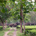 Earl Grey for Elephants Boston General Store