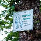 Earl Grey for Elephants Boston General Store