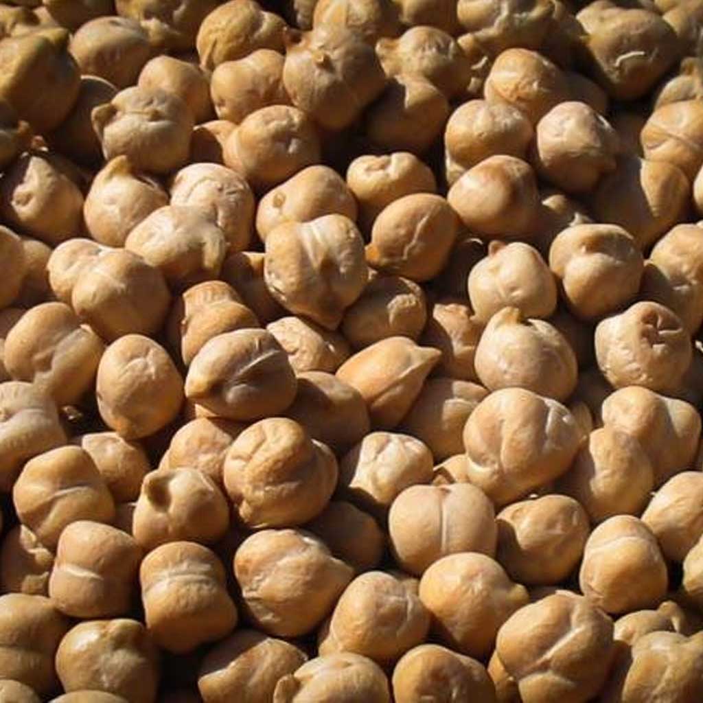 Close-up of dried chickpeas