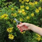 Hand holding garden shears among yellow flowers