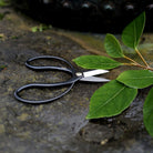 Pair of carbon steel Higurashi pruning scissors next to plant on natural background