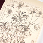 Hobonichi Grid Notebook (A6) Tomitaro Makino    at Boston General Store