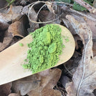 Green tea matcha powder on a wooden spoon surrounded by dried leaves