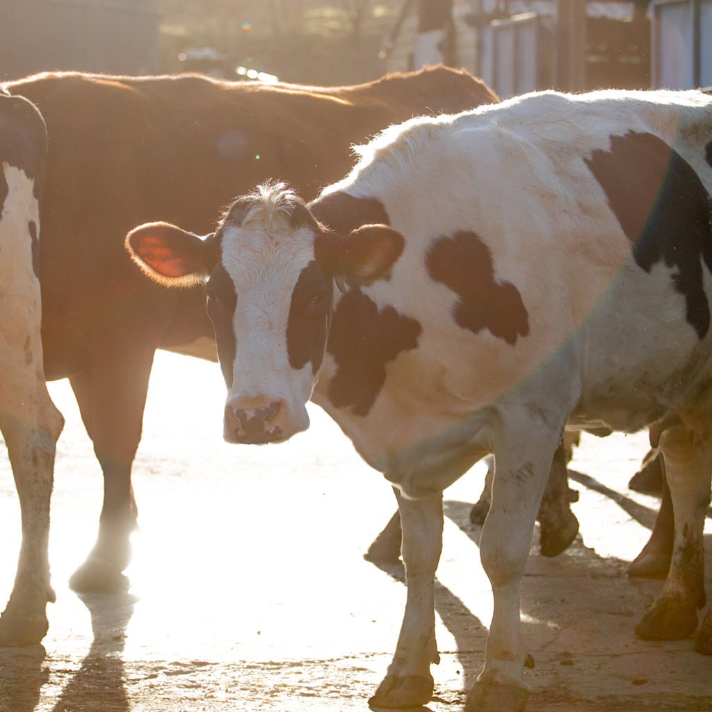 A black and white cow outside.