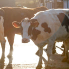 A black and white cow outside.