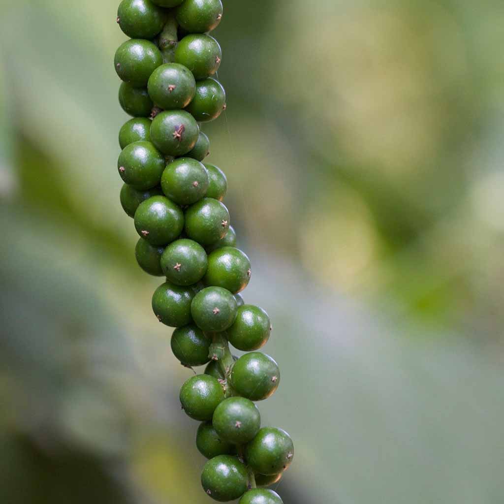 Kampot & Salt Boston General Store