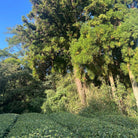 Lush foliage and large trees on tea farm