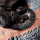 Cat laying on wool blanket.