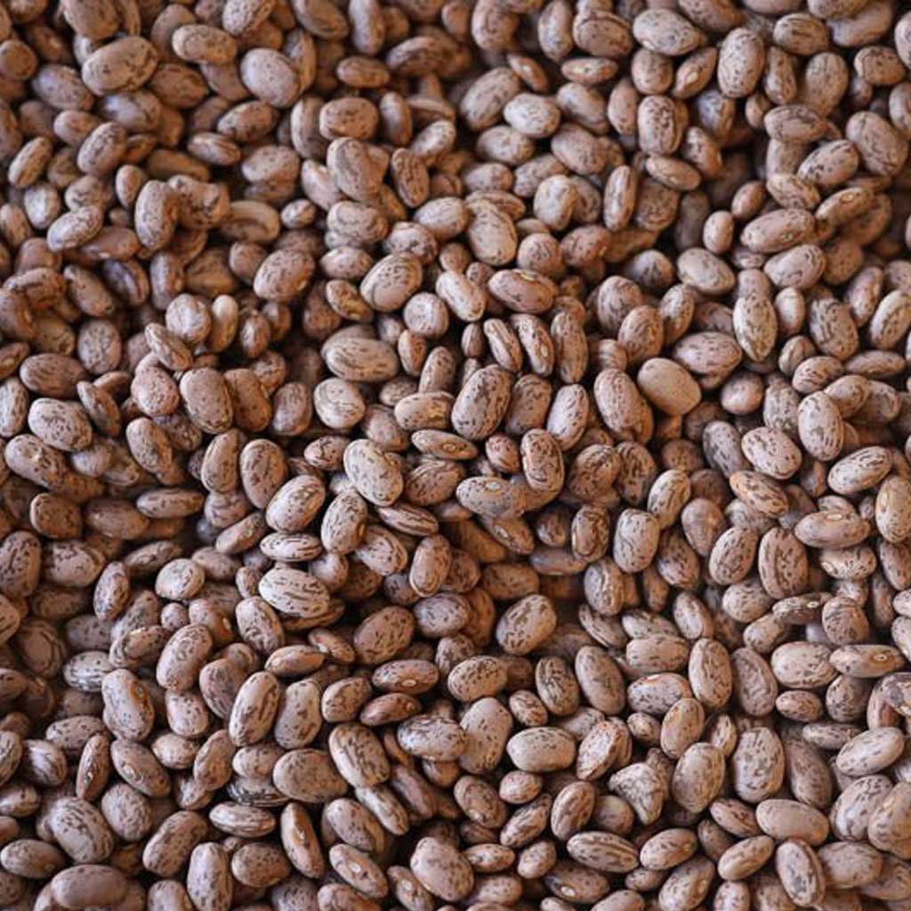 Close-up of dried pinto beans