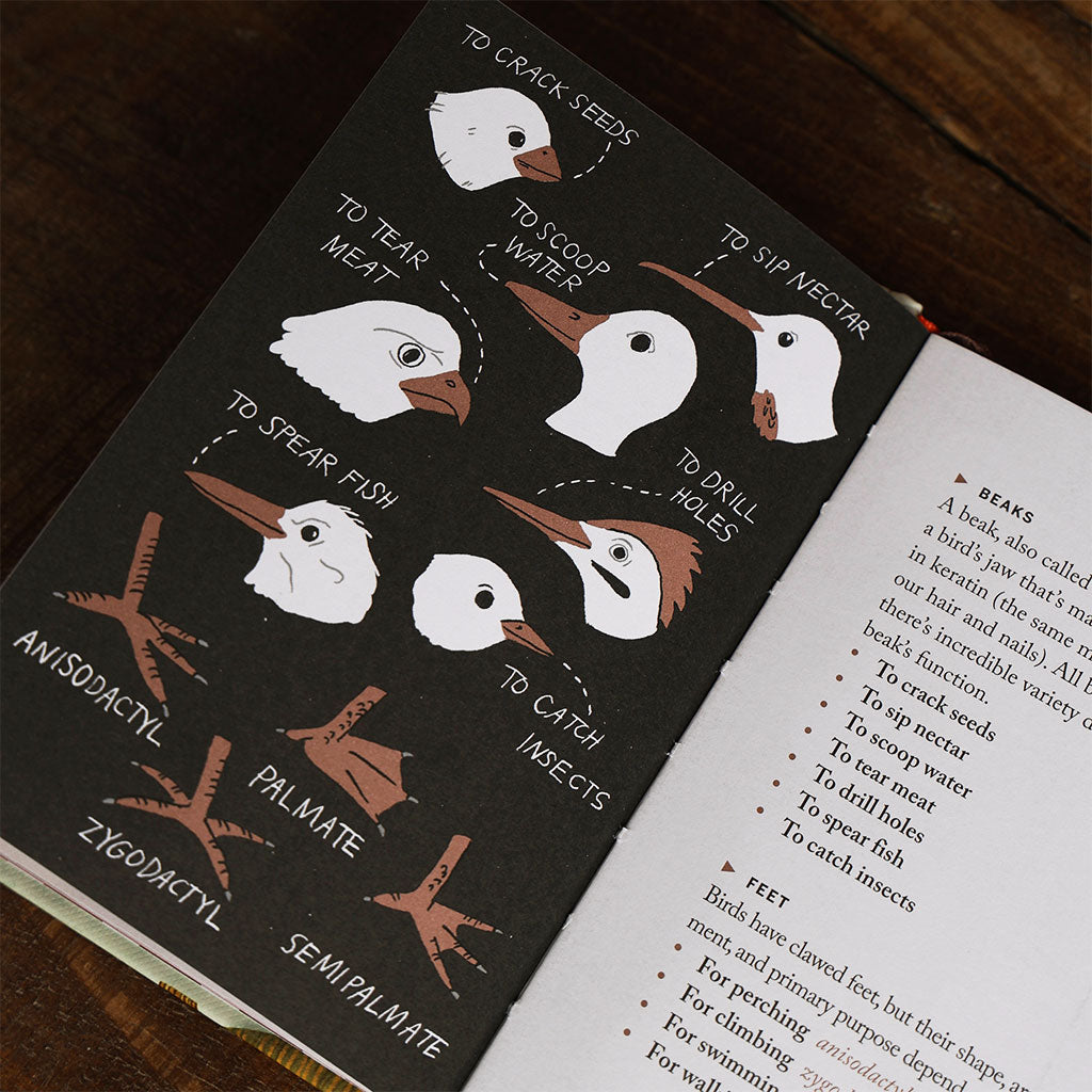 Pocket Nature: Birdwatching at Boston General Store