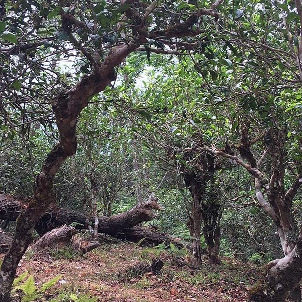 Puer for Preservation Boston General Store