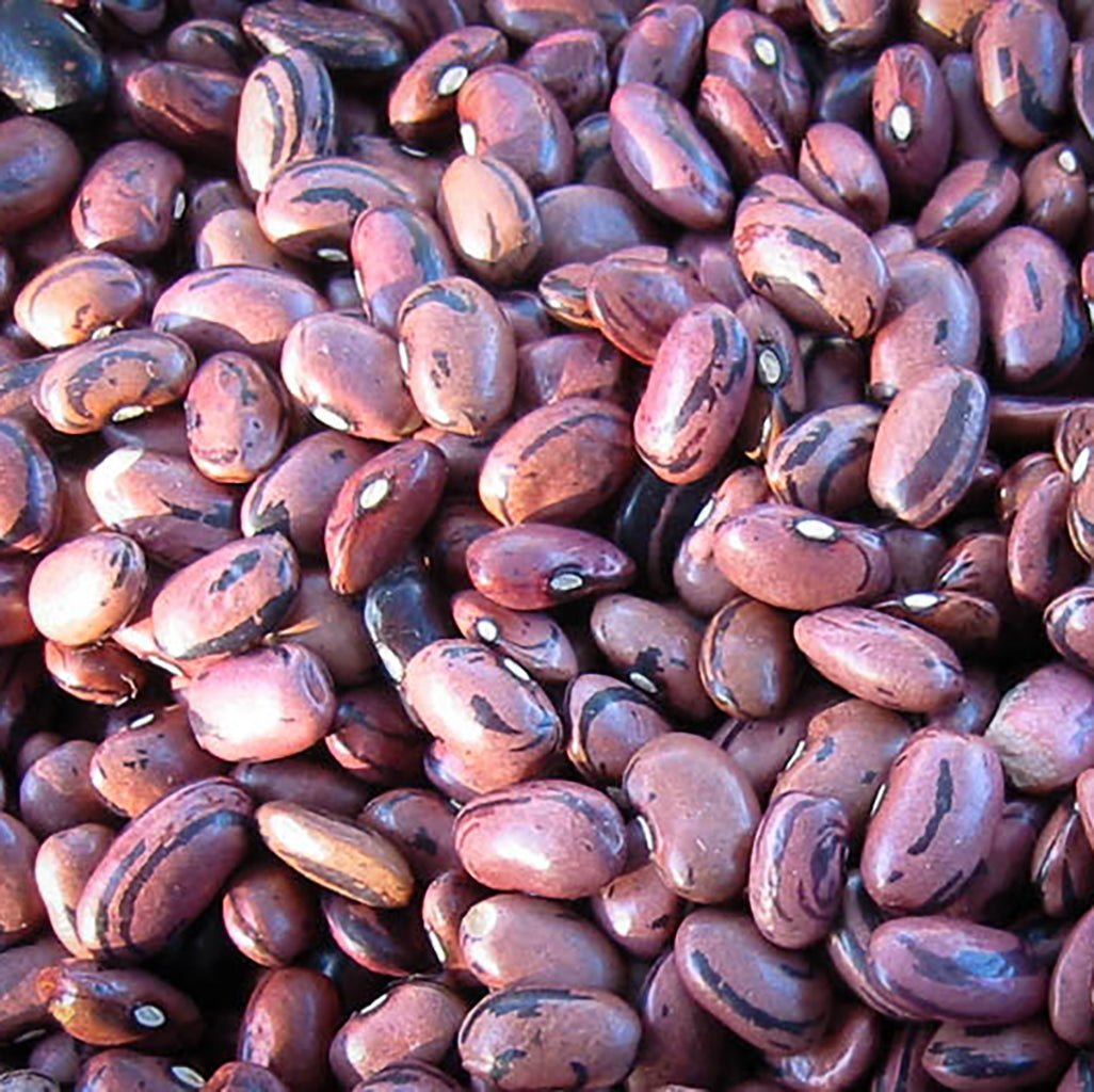 Rio Zape Bean Boston General Store