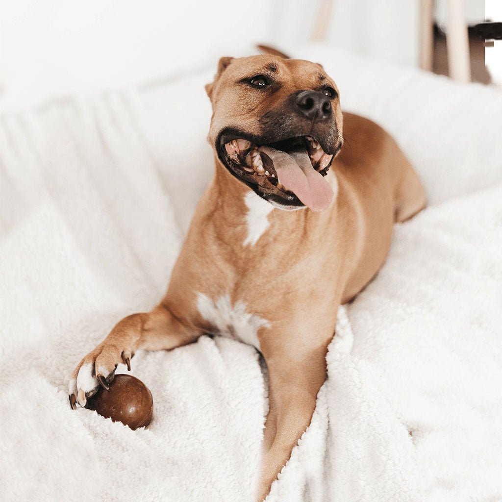 Rubber Ball Dog Toy Boston General Store