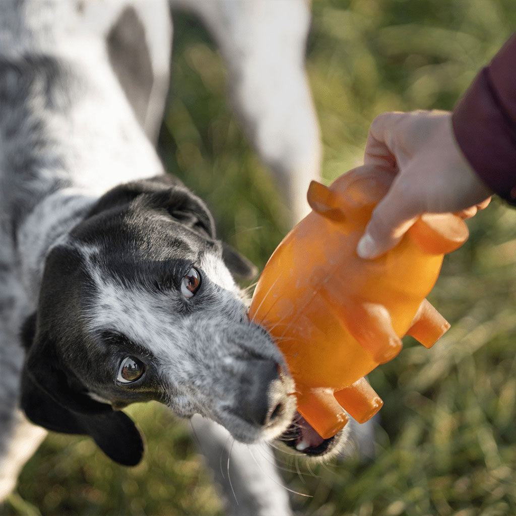 Rubber Pig Dog Toy    at Boston General Store